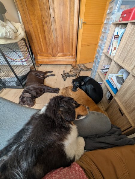 Cyno des Abers - Comportementaliste - Brest - photo 3