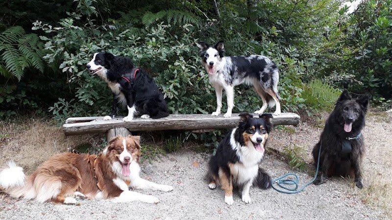 Autour des chiens 29 Comportementaliste et éducateur canin