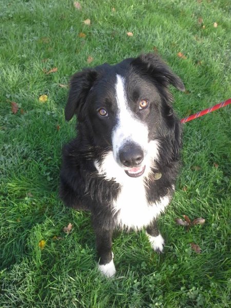 Autour des chiens 29 Comportementaliste et éducateur canin - photo 3