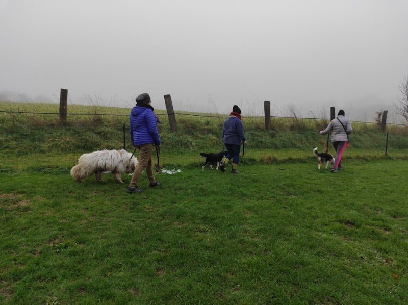 Acec (Association Concarnoise d'Education Canine)