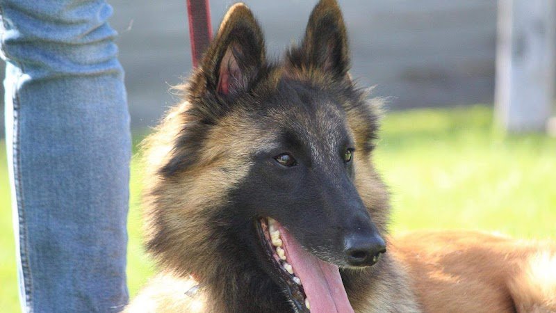 Legallais Cédric Pension Education Canine