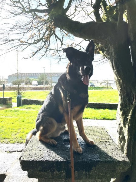 Legallais Cédric Pension Education Canine - photo 2