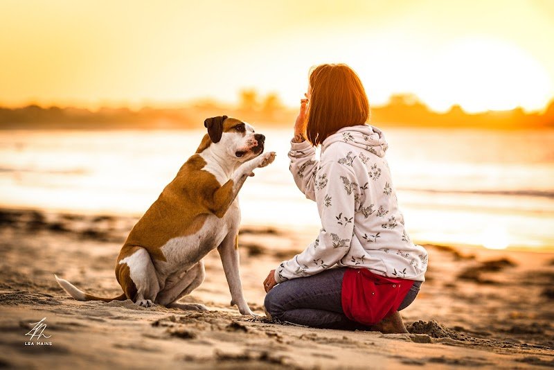 Paw'lette Education Canine Bienveillante et Respectueuse