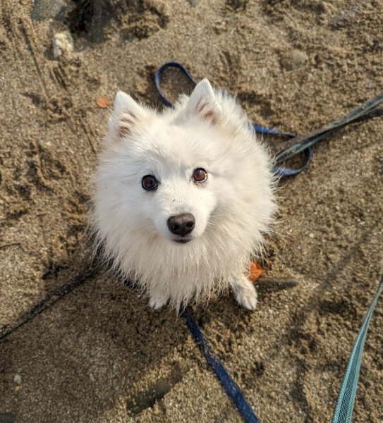 Paw'lette Education Canine Bienveillante et Respectueuse - photo 2