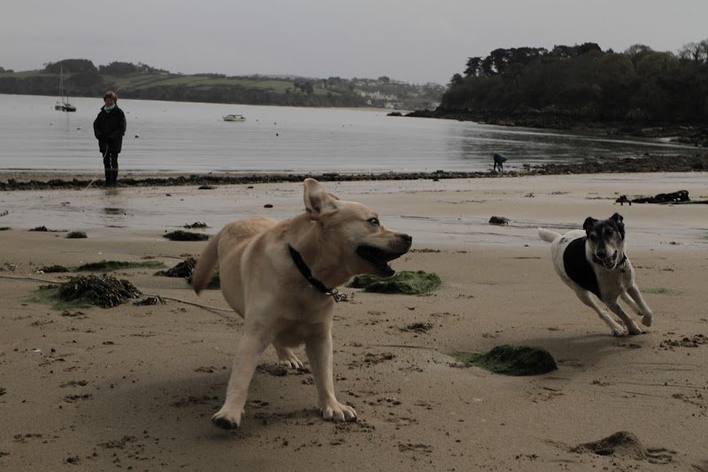 L'Ecole des chiens de Douarnenez - photo 2