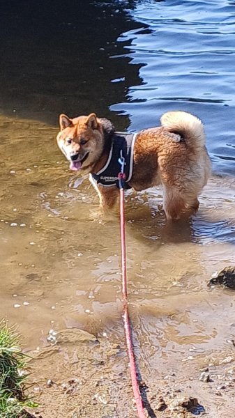 Arnold Educateur Canin - photo 3