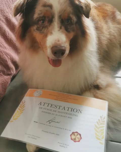 Culture Canine - Educateur Canin - photo 2