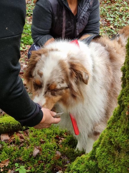 Culture Canine - Educateur Canin - photo 3