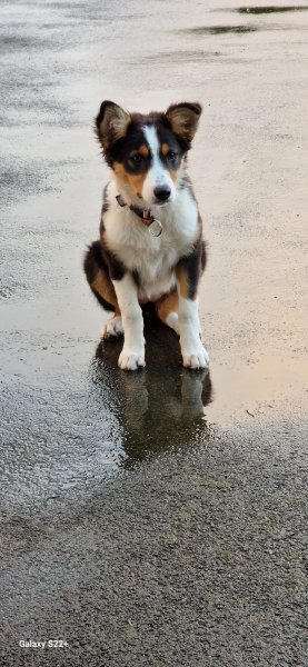 Franck Allanos - Domaine D'axaltri - Éducateur canin - Comportementaliste - Rééducation - Centre de formation - photo 2