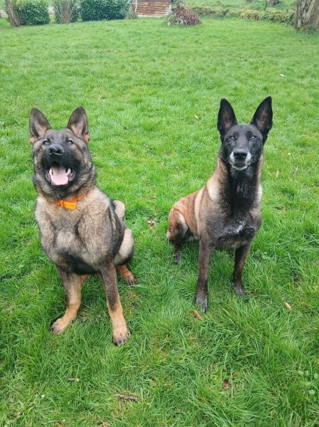 Franck Allanos - Domaine D'axaltri - Éducateur canin - Comportementaliste - Rééducation - Centre de formation - photo 3