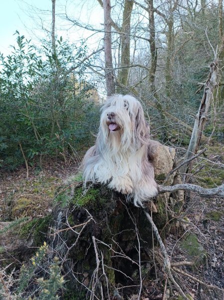 Fidweten Bacquiès - Comportementaliste canin - photo 2