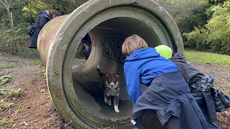 DANS SON REGARD - Refuge et éducateur comportementaliste canin - photo 3