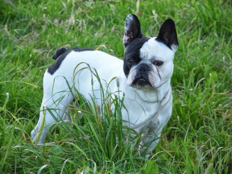 Gite Canin - photo 2