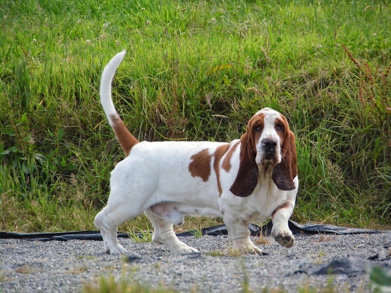 Gite Canin - photo 3