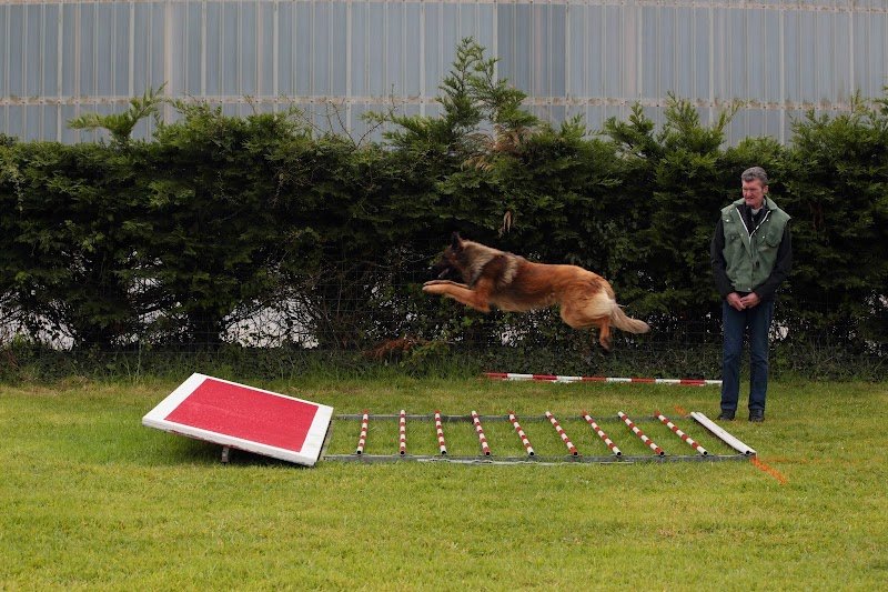 Cercle Cynophile Sportif de Plouvien - photo 2