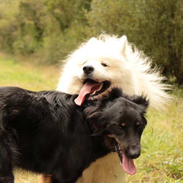 La Voie de Fenrir - Éducation canine