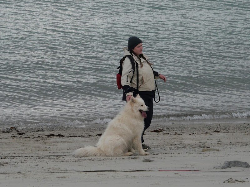 La Voie de Fenrir - Éducation canine - photo 2