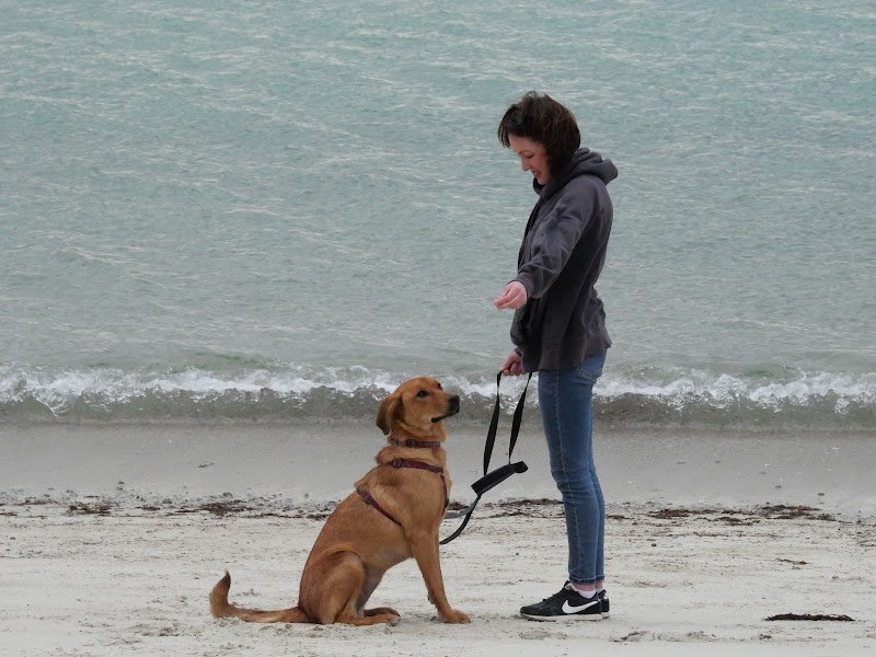 La Voie de Fenrir - Éducation canine - photo 3