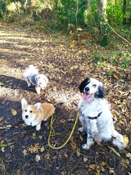 Bleizez Breizh - éducation canine • école du chiot • cours collectif • promenade canine • garde d'animaux
