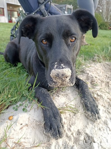 Bleizez Breizh - éducation canine • école du chiot • cours collectif • promenade canine • garde d'animaux - photo 3