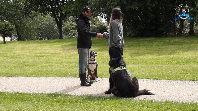 Celtic Dogs - photo 1