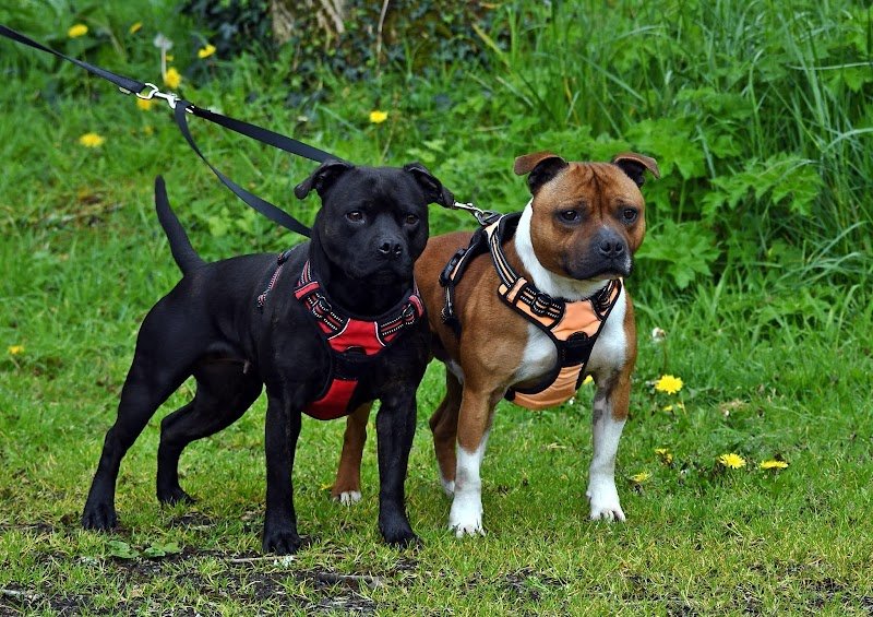 Celtic Dogs - photo 2