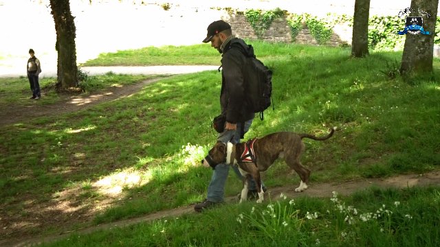 Celtic Dogs - photo 3