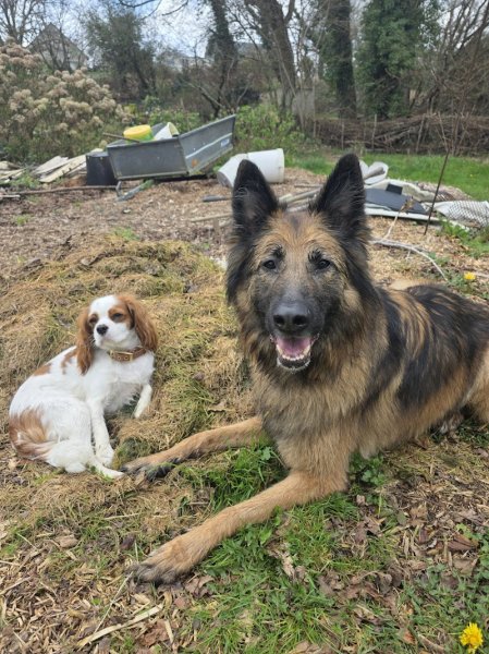 Sai & Co éducateur canin comportementaliste