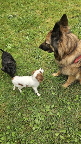 Sai & Co éducateur canin comportementaliste - photo 3