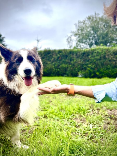 Tonus Coaching Canin