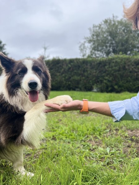 Tonus Coaching Canin - photo 2