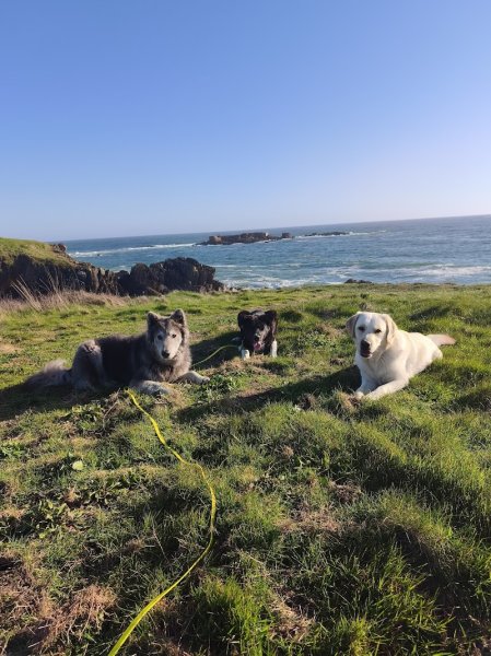 Romain Héraud - Promeneur Canin Professionnel - Éducation et Garderie - Home Sitting - photo 2