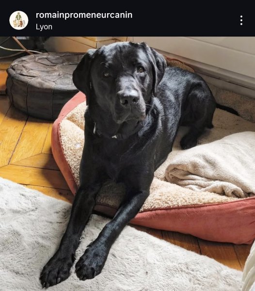 Romain Héraud - Promeneur Canin Professionnel - Éducation et Garderie - Home Sitting - photo 3