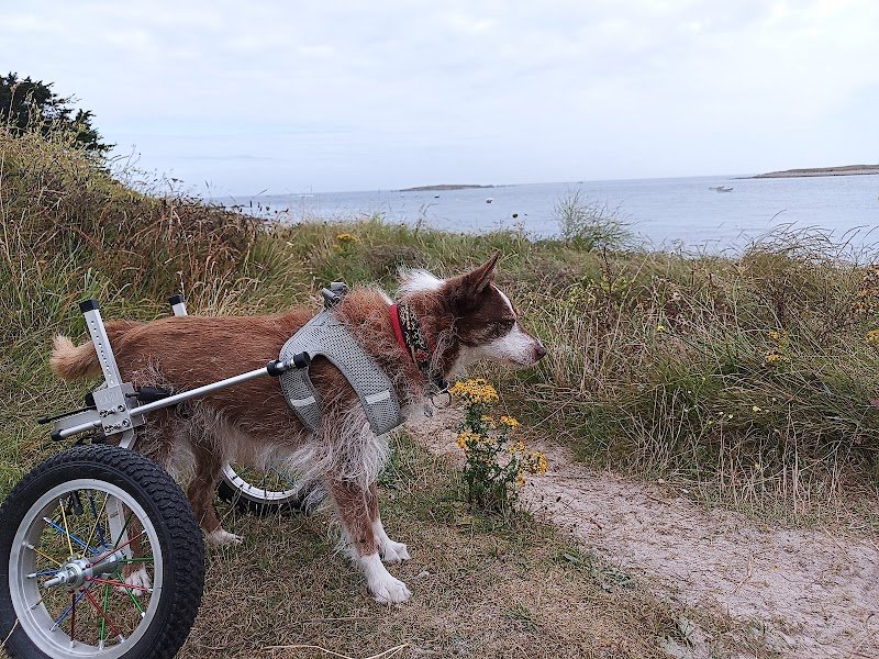 dog-odyssee - photo 1