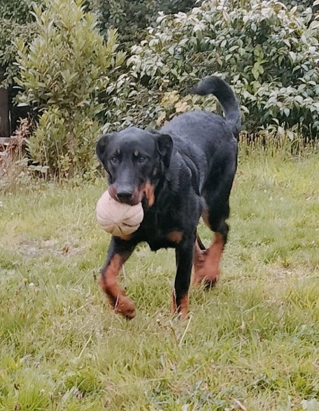 dog-odyssee - photo 2