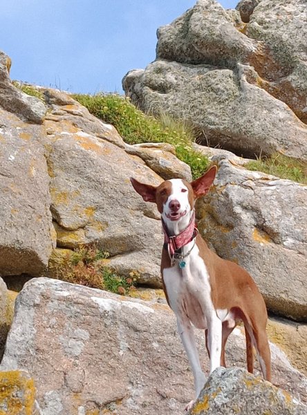 dog-odyssee - photo 3