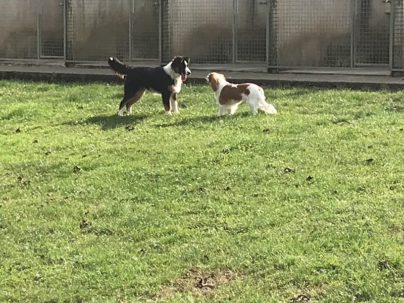 LA COMPAGNIE CANINE - photo 2