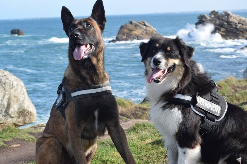 Pension canine Sainte Anne - photo 1