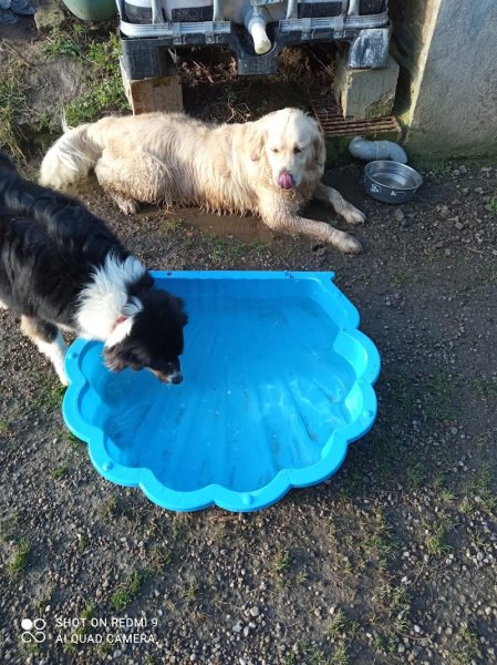 Pension canine Sainte Anne - photo 2