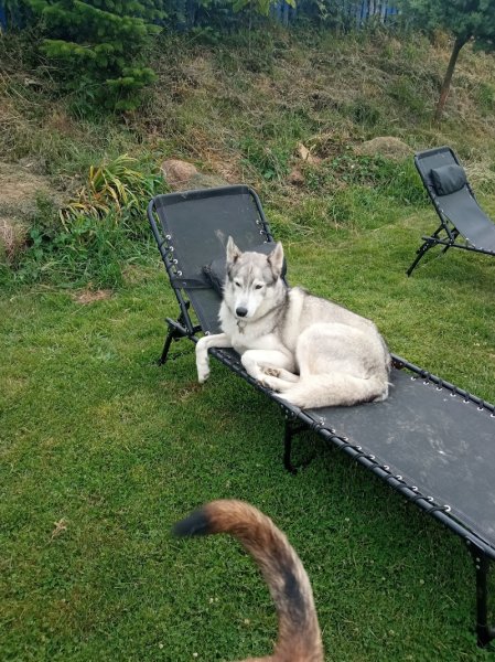 Pension canine Sainte Anne - photo 3