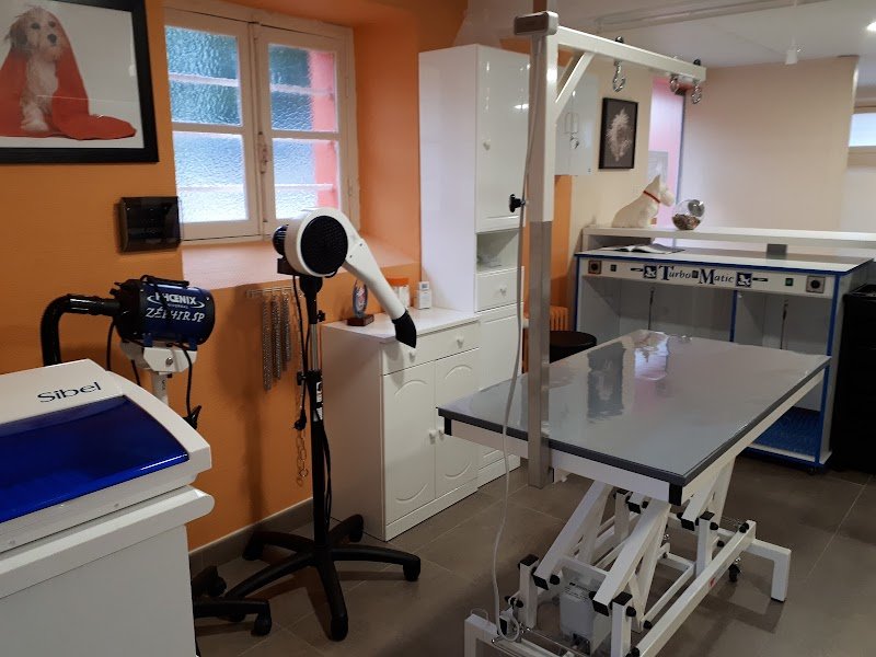 Elégance Canine - photo 2