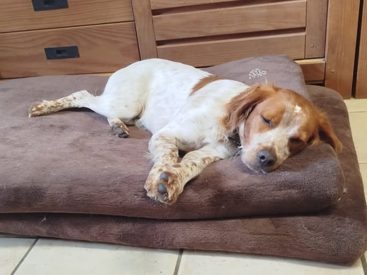 Pension canine familiale | Le chien qui ronfle | Comportementaliste | Educateur canin