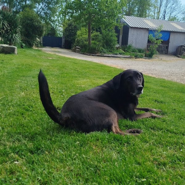 Pension canine familiale | Le chien qui ronfle | Comportementaliste | Educateur canin - photo 2