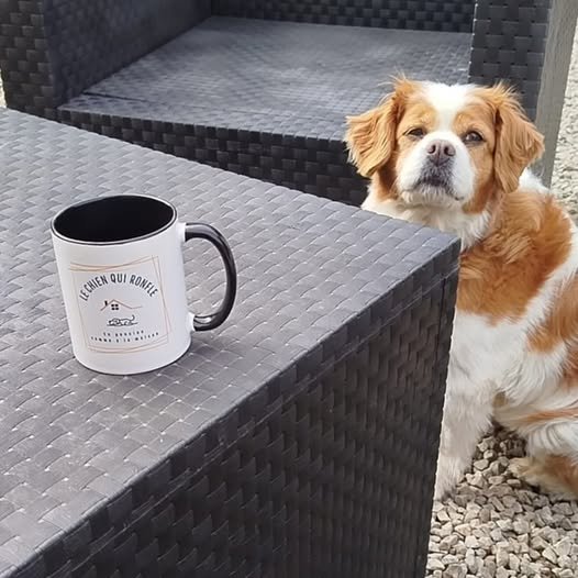 Pension canine familiale | Le chien qui ronfle | Comportementaliste | Educateur canin - photo 3