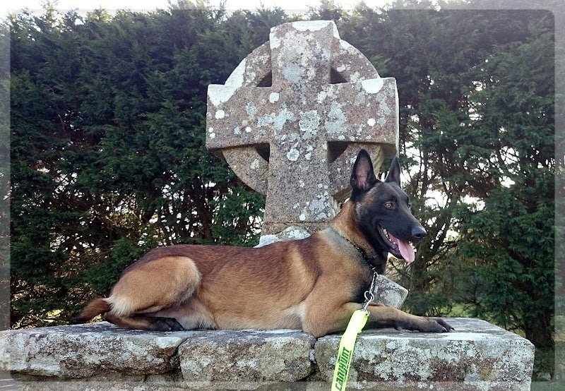 Centre canin - photo 1