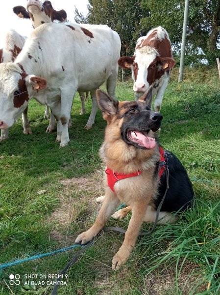 Natur'canin : éducation canine - photo 1