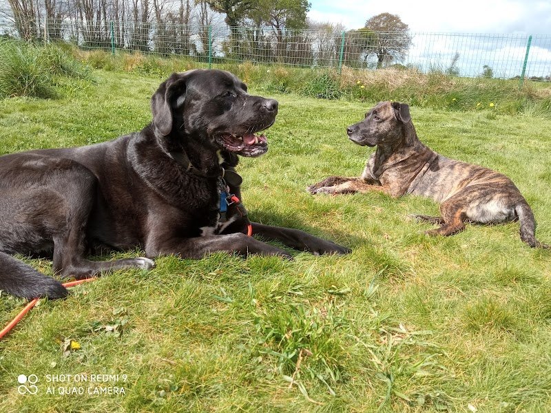 Natur'canin : éducation canine - photo 2