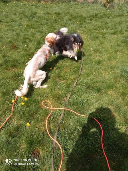 Natur'canin : éducation canine - photo 3