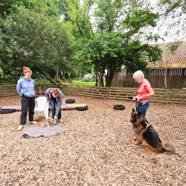 Cani'Laz - École d'éducation canine bienveillante - photo 2