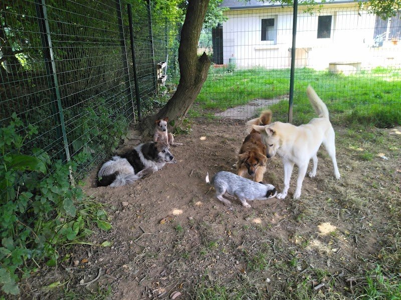 Pension canine De Viknane - photo 1